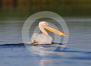 The great white pelican Pelecanus onocrotalus