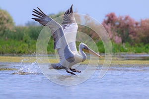 Great white pelican, Pelecanus onocrotalus