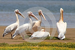 Great White Pelican - Pelecanus onocrotalus