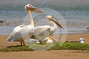 Great White Pelican - Pelecanus onocrotalus