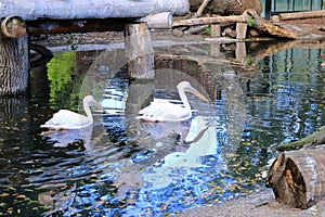 The great white pelican (Pelecanus onocrotalus