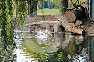 The great white pelican (Pelecanus onocrotalus