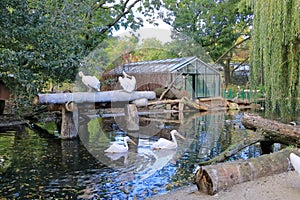 The great white pelican (Pelecanus onocrotalus