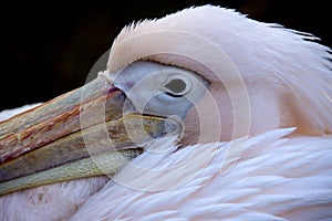 Great white pelican - Pelecanus onocrotalus