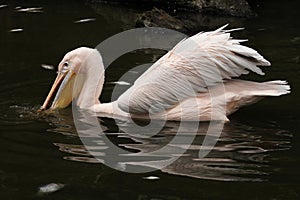 Great white pelican (Pelecanus onocrotalus)