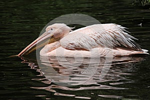 Great white pelican (Pelecanus onocrotalus)