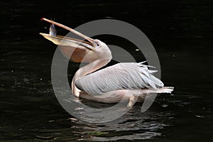 Great white pelican (Pelecanus onocrotalus)