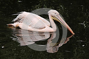 Great white pelican (Pelecanus onocrotalus)