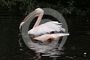 Great white pelican (Pelecanus onocrotalus)