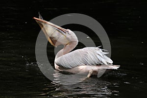 Great white pelican (Pelecanus onocrotalus)