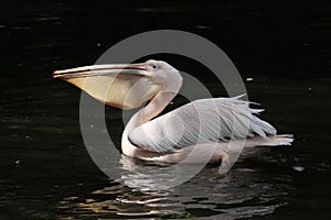 Great white pelican (Pelecanus onocrotalus)