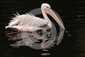 Great white pelican (Pelecanus onocrotalus)