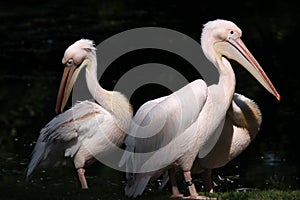 Great white pelican (Pelecanus onocrotalus).