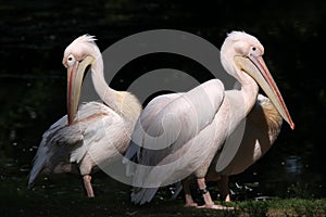 Great white pelican (Pelecanus onocrotalus).