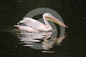 Great white pelican (Pelecanus onocrotalus).