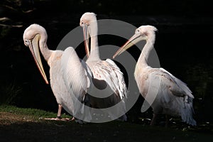 Great white pelican (Pelecanus onocrotalus).