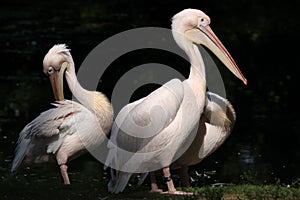 Great white pelican (Pelecanus onocrotalus).