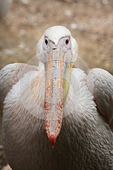 Great white pelican Pelecanus onocrotalus.