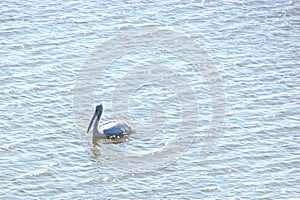 A Great White Pelican Pelecanus Onocrotalus