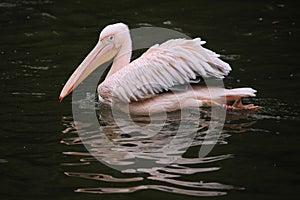 Great white pelican Pelecanus onocrotalus.