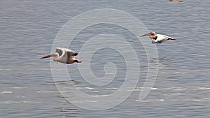 Great White Pelican, pelecanus onocrotalus, Adults in Flight, Group at Nakuru Lake in Kenya,