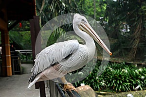 Great white pelican Pelecanus onocrotalus also known as the eastern white pelican