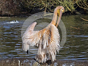 Great White Pelican, Pelecanus onocrotalus, cleans feathers