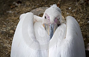 Great White Pelican Pelecanus onocrotalus close up