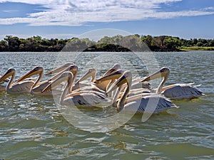 Great White Pelican.Pelecanus onocrotalus, fishes on Lake Tana in Ethiopia