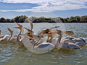 Great White Pelican.Pelecanus onocrotalus, fishes on Lake Tana in Ethiopia