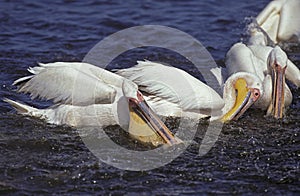 Great White Pelican, pelecanus onocrotalus, Group fishing, Namibia