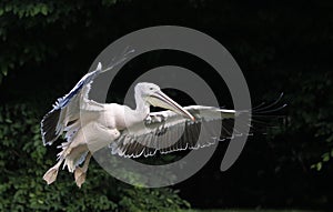 Great White Pelican, pelecanus onocrotalus, Immature in Flight