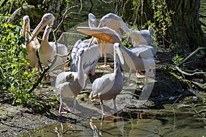 Great White Pelican, Pelecanus onocrotalus, nests its feathers between branches