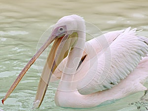 Great White Pelican (Pelecanus Onocrotalus) photo