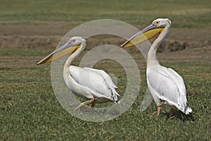 Great White Pelican, pelecanus onocrotalus, Pair standing on Grass, Nakuru Lake in Kenya