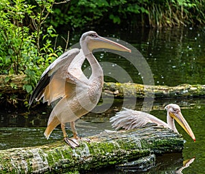 Great White Pelican, Pelecanus onocrotalus in a park