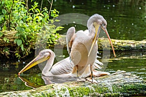 Great White Pelican, Pelecanus onocrotalus in a park