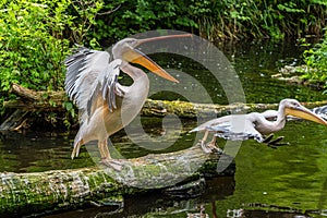 Great White Pelican, Pelecanus onocrotalus in a park