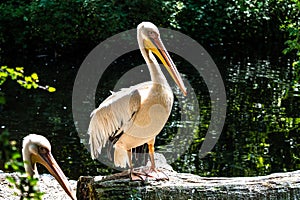 Great White Pelican, Pelecanus onocrotalus in a park