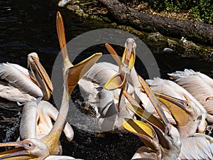 Great White Pelican, Pelecanus onocrotalus in a park