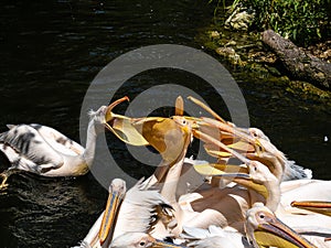 Great White Pelican, Pelecanus onocrotalus in a park