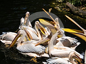 Great White Pelican, Pelecanus onocrotalus in a park