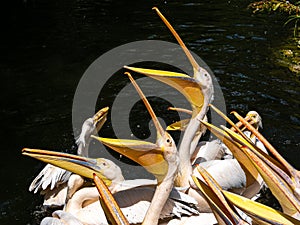 Great White Pelican, Pelecanus onocrotalus in a park