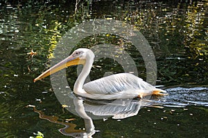 Great White Pelican, Pelecanus onocrotalus in a park