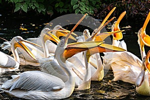 Great White Pelican, Pelecanus onocrotalus in a park