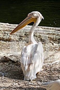 Great White Pelican, Pelecanus onocrotalus in a park