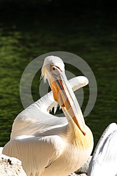 Great White Pelican, Pelecanus onocrotalus in a park