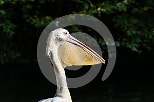 Great White Pelican, Pelecanus onocrotalus in a park