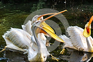 Great White Pelican, Pelecanus onocrotalus in a park