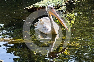 Great White Pelican, Pelecanus onocrotalus in a park